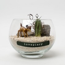러브피어리 작은 사막의 선인장 테라리움 DIY KIT 사슴담비, 1세트, 1개