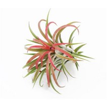 블룸 Tillandsia ionantha 틸란드시아 이오난사(미디움), 1개