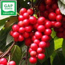 [GAP] 생오미자 2022년 문경 세척오미자 오미자 생과 10kg 5kg / 냉동생과로 발송, 1개, 1개
