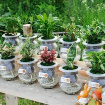 행복한세상 수경식물 어항글라스 중, 핑크스타, 1개