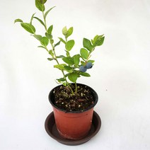 그린플랜트 블루베리 아로니아 식용식물 약용식물 모종 식물 화분, 레몬2개, 1세트