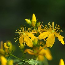 [엔피솝] 비누재료 화장품재료 플로럴워터 9종 비누재료 화장품재료, 세인트존스워터 500ml