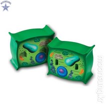 [러닝리소스] 21901 식물세포 단면모형, 그린