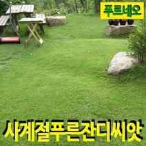 푸르네오 [오후5시 이전 주문 당일 발송] 사계절푸른잔디씨앗 잔디씨 잔디씨앗 잔디씨 잔디씨앗 정원용 (밭흙), 1개