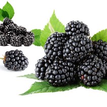 산들해 햇 슈퍼복분자, 1개, 3kg