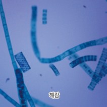 해캄프레파라트