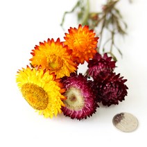 로맨틱노벰버 드라이플라워 수입플라워, 헬리크리섬