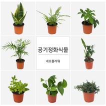 네오플라워 공기정화식물 꽃화분 허브, H15.파인애플민트, 1개