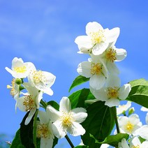 [엔피솝] 캔들향오일 21종 DIY 향수 디퓨저 비누 화장품만들기, 14.자스민F.O_10ml