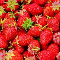 [엔피솝] 캔들향오일 21종 DIY 향수 디퓨저 비누 화장품만들기, 01.딸기F.O_10ml