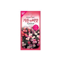 수입야생화씨앗 100선 로단세(종이꽃) 100립