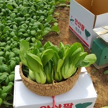 안산팜 싱싱하고 맛있는 청경채 [GAP인증], 1box, 청경채 1kg