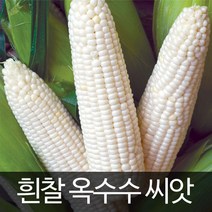 흰색찰옥수수씨앗 옥수수씨앗 ( corn seed 100알 )