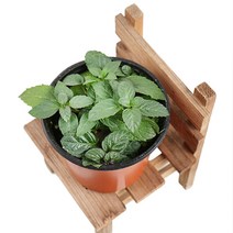 갑조네 허브 박하 생화 공기정화식물