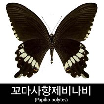 꼬마사향제비나비표본/Papilio polytes