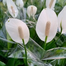 [용이네화원] 스파트 필름 대형 실내공기정화 169 농원, 1개