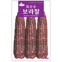 청농종묘 와송 씨앗 5000립 와송씨앗 와송씨 신탑 탑송 씨, 19_보라찰옥수수(70립)
