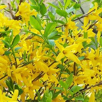 개나리 x 10포트 생울타리 노지월동 야생화 나무 묘목 봄꽃 여름꽃 화분 다년생 실내 화초 키우기, 10개