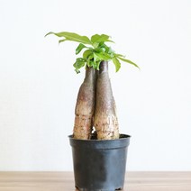 공기정화식물모음 대품 뱅갈고무 관음죽 극락조 레드콩고 마리안느 맛상게아나 보스톤고사리 산세베리아 스킨답서스 스파트필름 아레카야자 크로톤 테이블야자 파키라, 12파키라