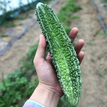 2023년 전남해남 생여주 3kg 5kg 10kg, 생여주 1box