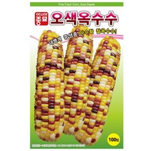 아시아종묘 옥수수씨앗 오색옥수수 (100립)