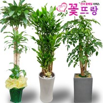 녹보수(대박나무) 공기정화식물 관엽식물 전국꽃배달서비스 개업화분/축하선물, A04 홍콩야자, 1개