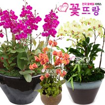꽃뜨랑 서양난 호접난 만천홍 노랑호접 개업란 축하난 전국꽃배달서비스 꽃화분, A19 덴파레(중), 1개