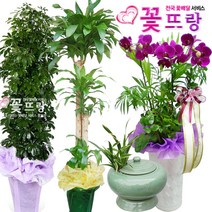 꽃뜨랑 축하화분 행운목 스투키 홍콩야자 동양난 서양난 화환 전국당일꽃배달, A07 산세베리아