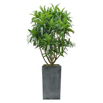 플라워리퍼블릭 자마이카시멘트 관엽식물 실내화초 축하화분 실내식물