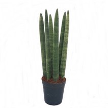 트리앤 공기정화식물 스투키20cm 1개