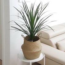 햇살농장 해초바구니 공기정화식물 인테리어화분, 11.드라코+바구니+받침대, 1개