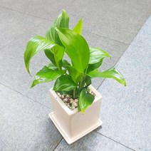 꽃피우는청년 키우기 쉬운 실내공기정화식물 사각 화이트 화분 (무광), 1개, 스파티필름