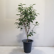 온누리농원 삼색동백, 1개