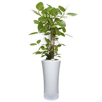 플라워리퍼블릭 개업화분 개업식 공기정화식물 관엽식물 전국꽃배달, 뱅갈고무나무, 1개