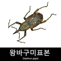 곤충표본만들기/왕바구미표본/Sipalinus gigas15-35mm