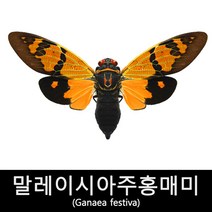 곤충표본/말레이시아주홍매미표본/Ganaea festiva75mm