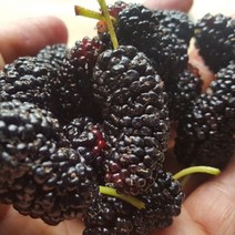 김제 생과급냉 오디 5kg, 1box