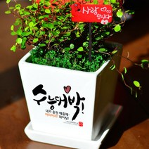 미나의정원 수능대박 응원 메세지화분, 01 수능대박, 1개