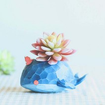 꿈꾸는 돌고래 다육식물 화분, 블루