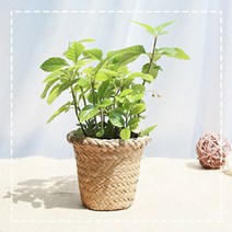 그린테라피 해초바구니 소형 공기정화식물, 산호수해초 바구니 소 (내추럴)
