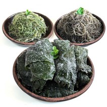 국내산 꼬시래기 미역줄기 다시마 4kg, 1박스, 02_미역줄기 4kg