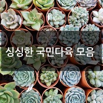 제이팟다육 예쁜 국민 다육이 다육식물 200종류, B26. 미파