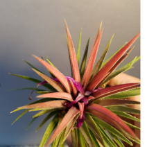 에덴농원 틸란드시아 (이오난사대품) 제법큰아이에요, 1개