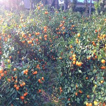 달달과수원 고당도 제주 조생귤 5KG 한박스 감귤, 1박스, 2S(소과)