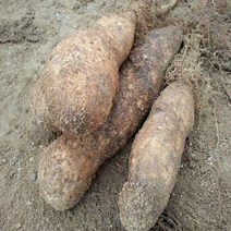 와룡산약 안동참마 산마 햇마 참마 마 신토불이 산지직송, 1box, 5kg 신토불이 웰빙 (중)품