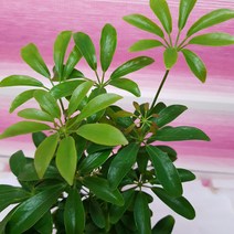 홍콩야자(공기정화식물 미니화분)
