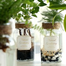 가훼하우스 네이쳐수경재배 식물, 테이블야자/흑자갈