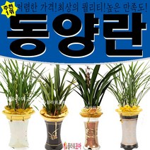 플라워조아 특별할인 철골소심 동양란 개업 영전 승진 취임