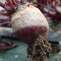 노병남의 유기농 즙용, 비트, 1kg