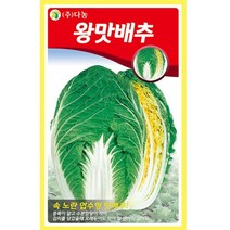 갑조네 잎줄기채소 씨앗 모음, 왕맛배추(씨앗), 1개